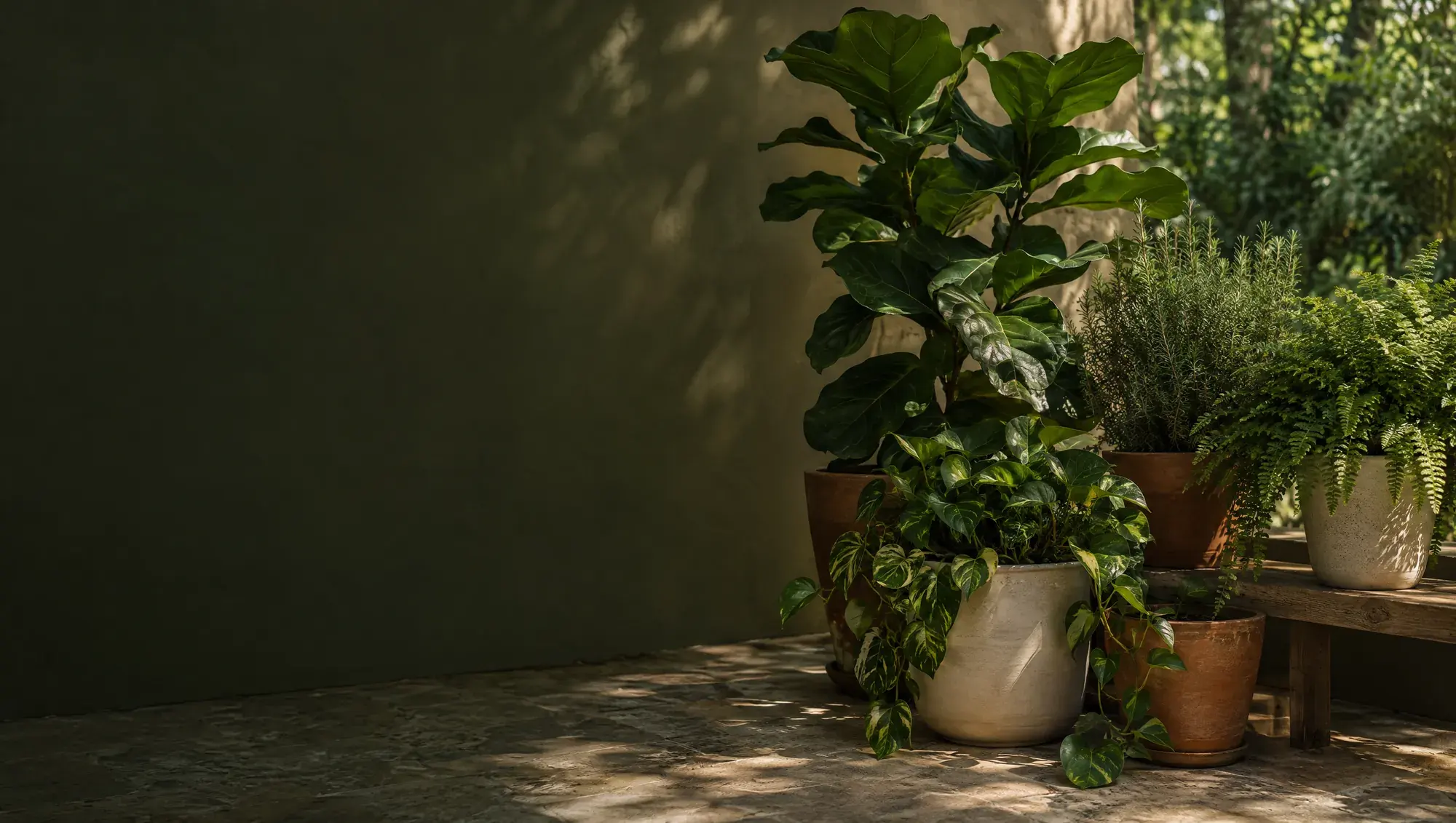 Terracotta and ceramic planters with leafy plants on a shaded patio